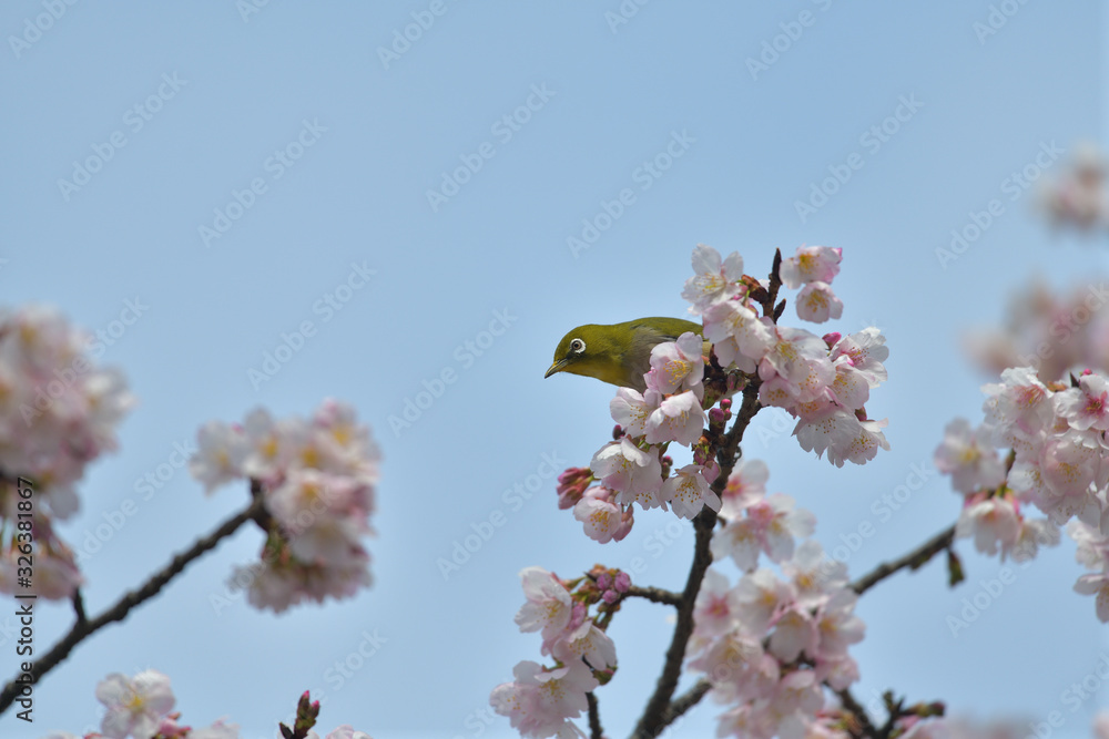 満開の大寒桜と緑色の美しい小鳥（メジロ）019