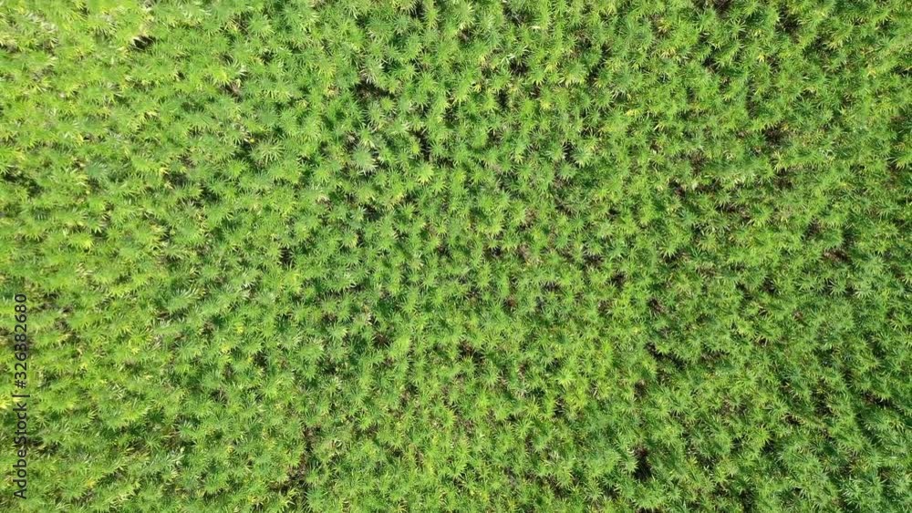 Wide aerial top view of a beautiful marijuana CBD hemp field Wide aerial top view of a beautiful marijuana CBD hemp field