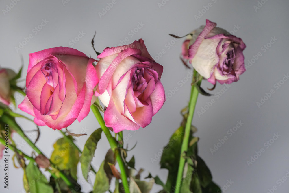 Fototapeta premium Dried roses, faded flowers.