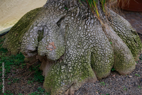 Elefantenfuß Pflanze oder Flaschenbaum (Beaucarnea recurvata),  alter Stamm, Zierpflanze photo