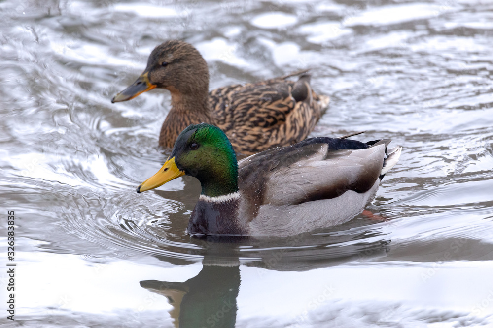 Couple of mallard ducks at the local pond. Couple of mallard ducks at the local pond.