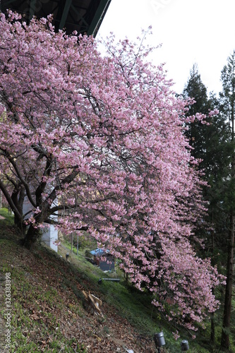ループ橋下の河津桜