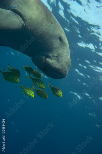 фотографія Dugong (sea cow) swiming in sea.