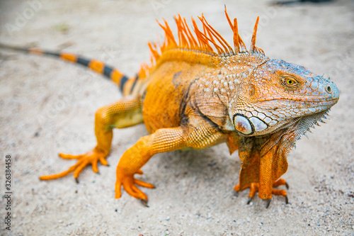A large orange iguana living in Costa Rica. Soft focus   blur  selective focus. 
