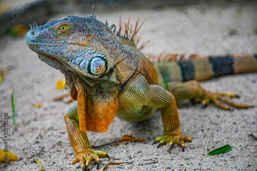 A large orange iguana living in Costa Rica. Soft focus, blur, selective focus. 