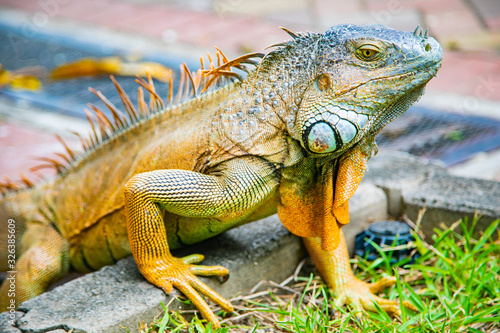 A large orange iguana living in Costa Rica. Soft focus   blur  selective focus. 