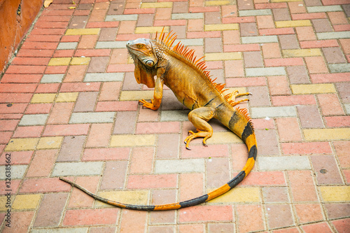 A large orange iguana living in Costa Rica. Soft focus,  blur, selective focus. 