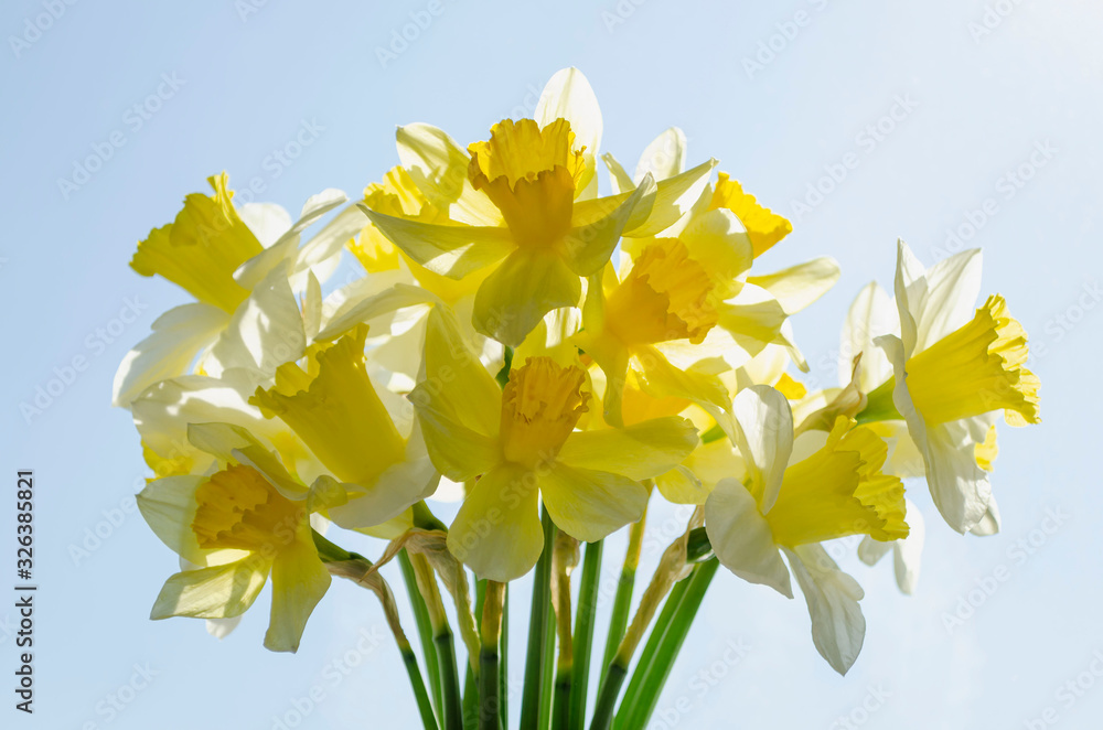 Obraz premium Bright vivid yellow daffodils flowers blooming on sunlit against sky