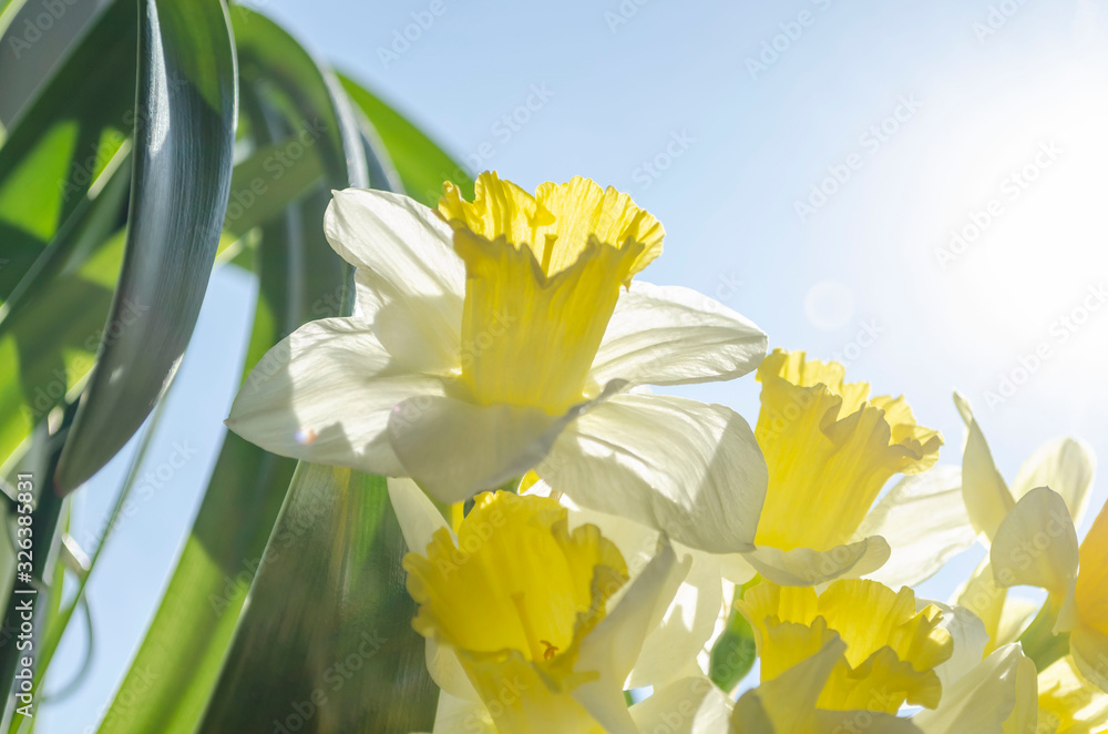 Obraz premium Bright vivid yellow daffodils flowers blooming on sunlit against sky