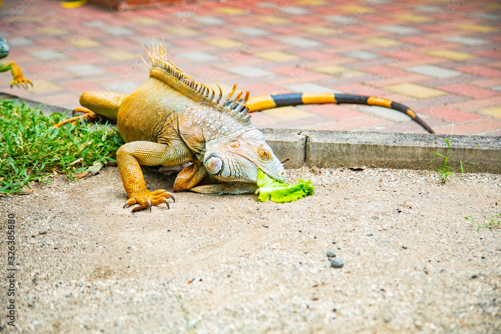 A large orange iguana living in Costa Rica. Soft focus, blur, selective focus. A large orange iguana living in Costa Rica. Soft focus, blur, selective focus.