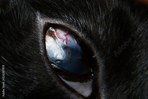 close-up photo of a cat eye vascularization photo