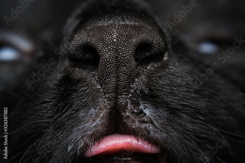 close-up photo of a black cat nose