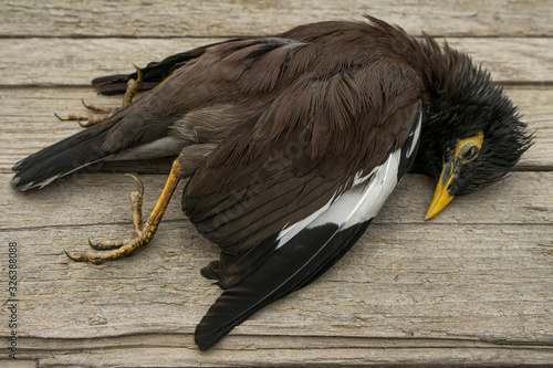 common starling. dead wild bird. corpse of a wild bird. yellow beak and yellow paws. texture of brown and black feathers. wooden boards. Avian influenza Grippus avium. Bird flu photo