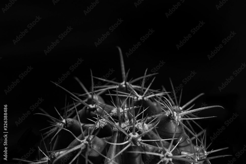 Fototapeta premium Closeup ferocactus cactus black and white, abstract natural background and textures.