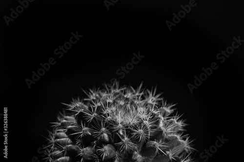 Closeup mammillaria cactus black and white, abstract natural background and textures.
