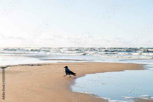 Black crow walks along the coast of the Baltic Sea