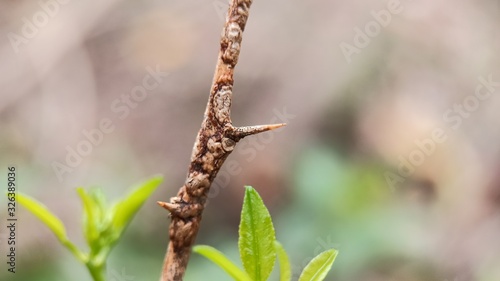 Lemon plant brown thorn photo with blurred background photo