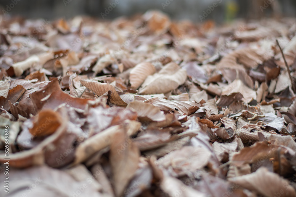 dry leaves pattern in some leaves dry leaves pattern in some leaves