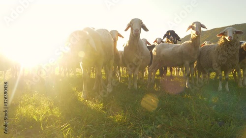 LOW ANGLE, LENS FLARE, CLOSE UP, PORTRAIT: Adorable little lambs grazing at sunrise curiously look into the camera. Flock of sheep wander around the enclosed grassfield at beautiful golden sunset photo