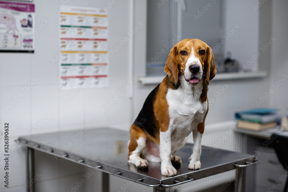 A purebred beagle dog is sitting in a veterinary clinic and is waiting for his examination. Beagle dog portrait