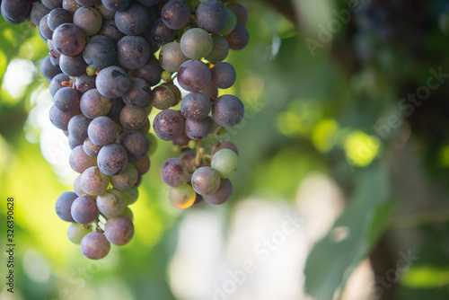 Grape in the bio vineyard