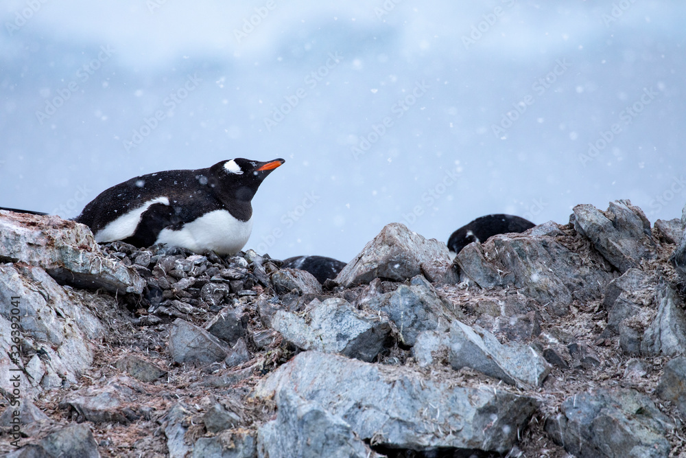 Fototapeta premium Penguin falling snow