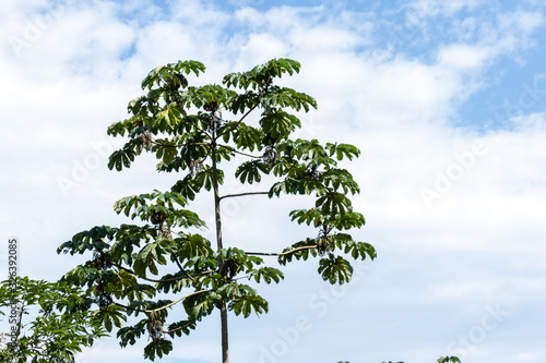 trees with sun and blue sky