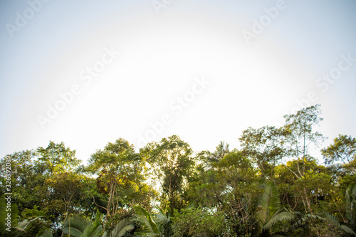 trees with sun and blue sky