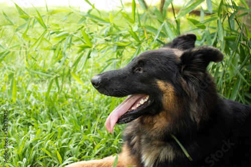 Belgian shepherd in the grass