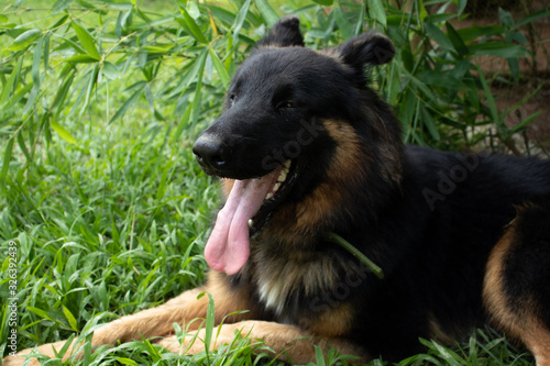 Belgian shepherd in the grass
