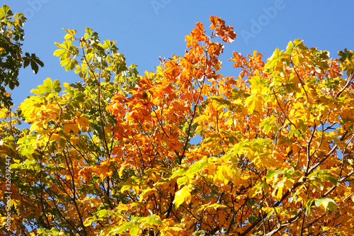 gelb verf  rbtes Herbstlaub an einem Kastanienbaum  Blauer Himmel  Deutschland  Europa
