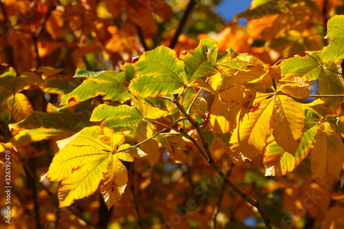 gelb verfärbtes Herbstlaub an einem Kastanienbaum, Blauer Himmel, Deutschland, Europa