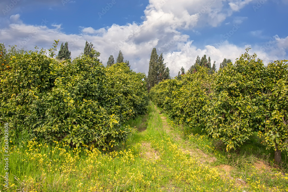 Citrus orchard after harvest on a background of blue sky with clouds