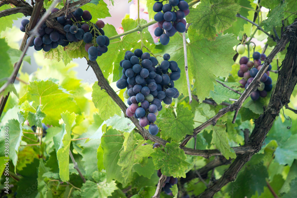 The stage of vegetation of a Grape Bush on a summer cottage plot
