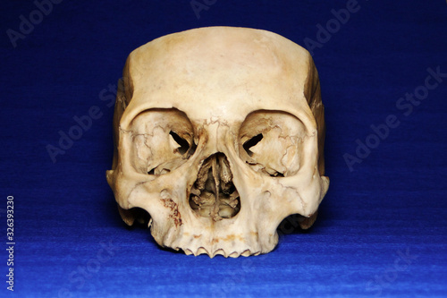 Cut real human skull on blue background, front view. photo