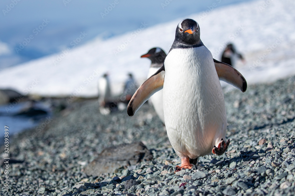 Fototapeta premium Penguin walk