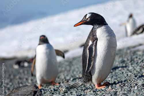 Penguin shoulder look