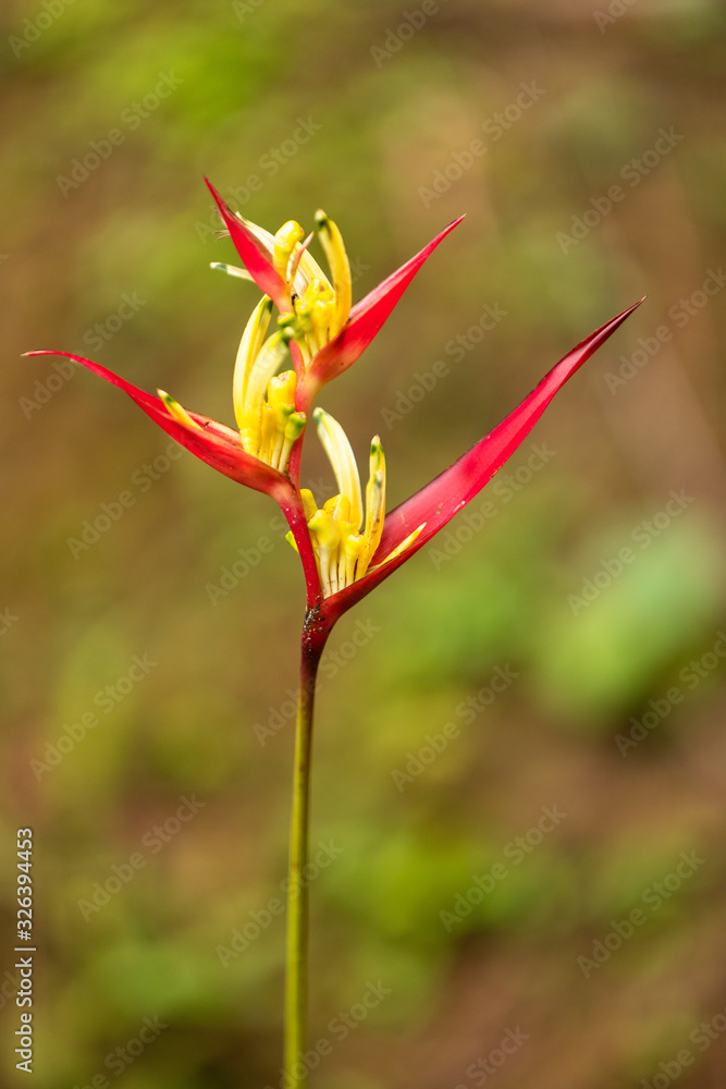 Helikonien (Heliconia), auch Hummerscheren oder Falsche Paradiesvogelblumen Helikonien (Heliconia), auch Hummerscheren oder Falsche Paradiesvogelblumen
