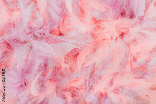 Soft and gentle pink and violet feathers boa background.