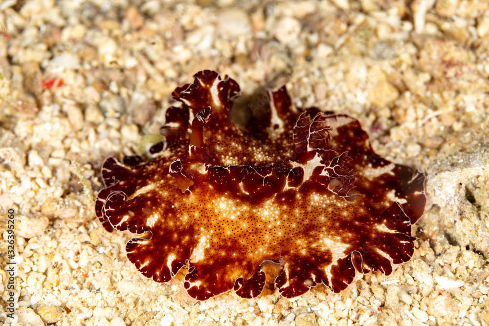 The most beautiful underwater snails of the Indian and Pacific Ocean The most beautiful underwater snails of the Indian and Pacific Ocean