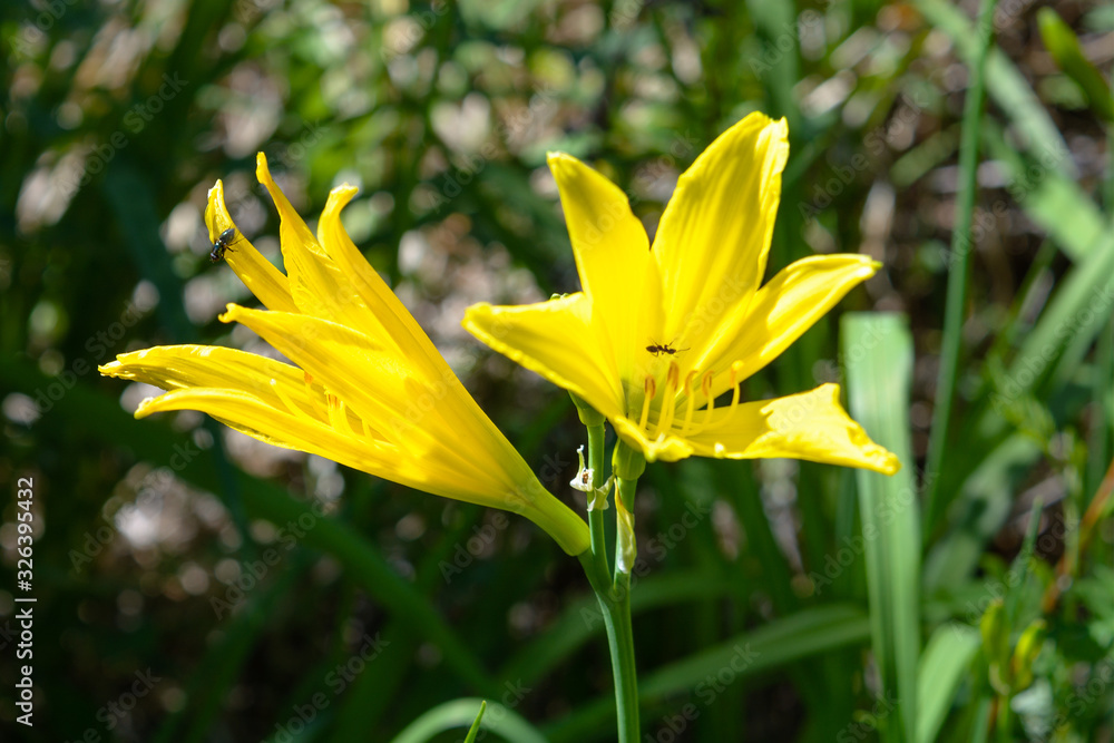 spring flowers - two sunny yellow lilies spring flowers - two sunny yellow lilies