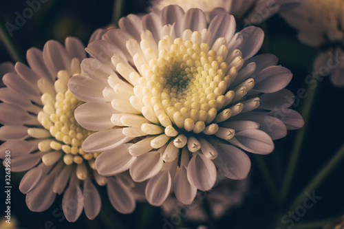 Small bushy white chrysanthemum close-up, macro photo. Toned in warm colors photo. Vintage retro style. The concept of spring, summer, flowering, holiday. Floral background.