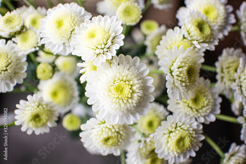 Small bushy white chrysanthemum close-up. The concept of spring, summer, flowering, holiday. Floral background