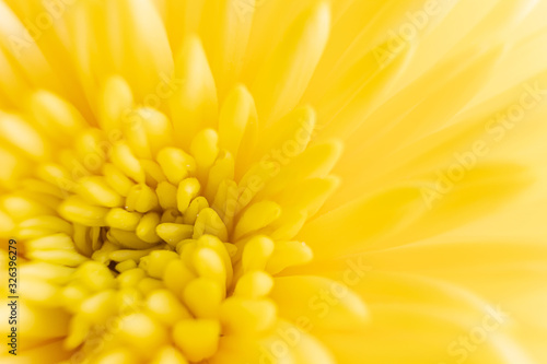 Petals of yellow chrysanthemum close-up. Macro photo. Floral abstract background image. The concept of spring  summer  women s day  mother s day  birthday  holiday  celebration. Copyspace.