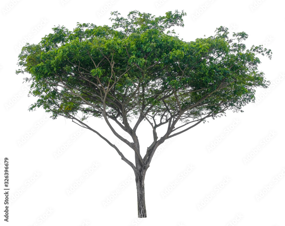Tree isolated on white background. Suitable for use in architectural design or Decoration work. Used with natural articles both on print and website. Tree isolated on white background. Suitable for use in architectural design or Decoration work. Used with natural articles both on print and website.