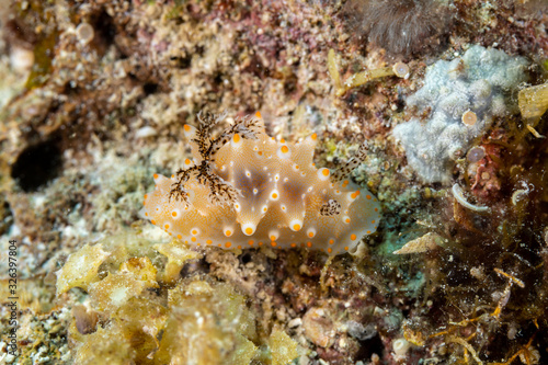 The most beautiful underwater snails of the Indian and Pacific Ocean