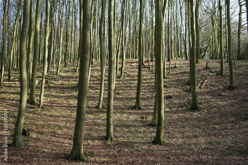 Beechwood forest in national park Jasmund  © Sahara Frost