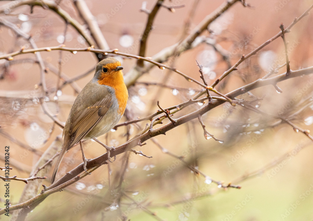 Robin on a branch Robin on a branch