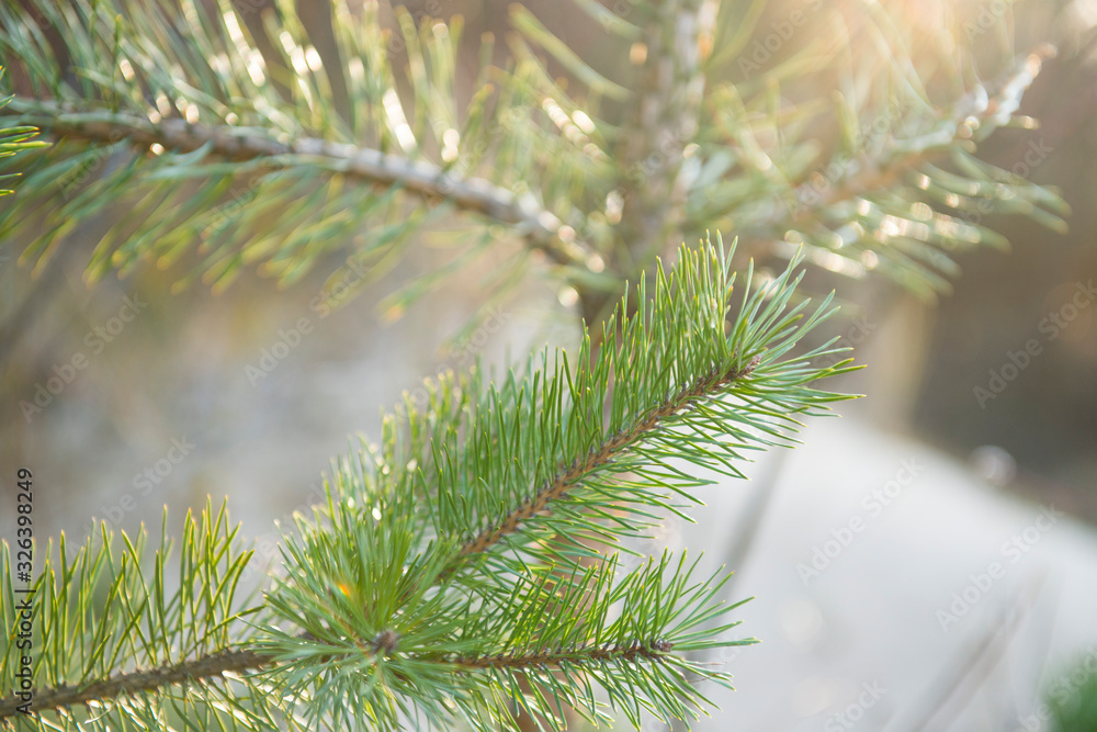 Green pine branch in spring Green pine branch in spring