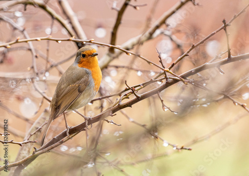 Robin on a branch © Daniel Bruce